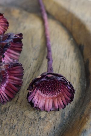 Holzblume violett. Blüte getrocknet. Mit Trockenblumen kreativsein aus dem Mrs Greenery Shop