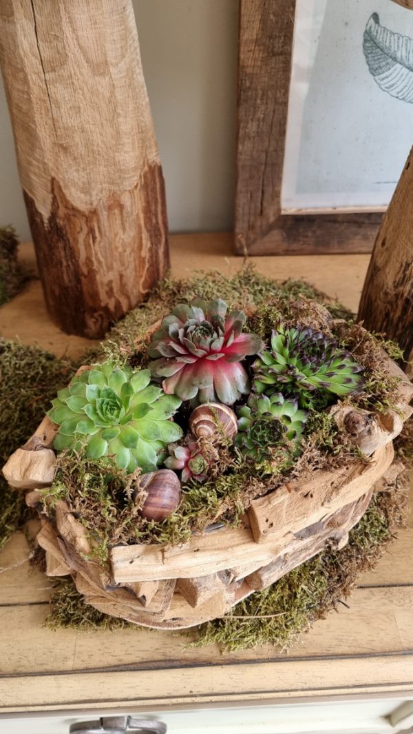 Dekoschale Schale Pflanzgefäß Pflanztopf wasserdicht Deko Dekoidee im Mrs Greenery Shop bestellen kaufen