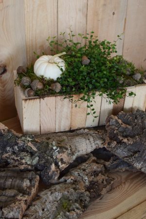 Holzkiste natur mit Plastikeinsatz für deine Naturdeko-Ideen. Deko Dekoration Kiste im Mrs Greenery Shop bestellen