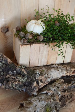 Holzkiste natur mit Plastikeinsatz für deine Naturdeko-Ideen. Deko Dekoration Kiste im Mrs Greenery Shop bestellen