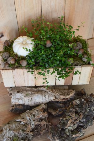 Holzkiste natur mit Plastikeinsatz für deine Naturdeko-Ideen. Deko Dekoration Kiste im Mrs Greenery Shop bestellen