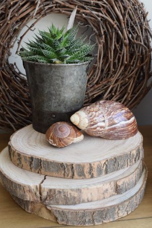 Holzscheibe Baumscheibe Dekoscheibe Holz mit Baumrinde Naturdeko im Mrs Greenery Shop bestellen kaufen