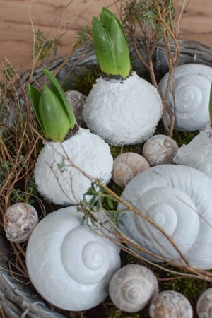 Hyazinthe weiß gewachst. Frühlingsblüher Frühlingsdeko mit Naturmaterialien