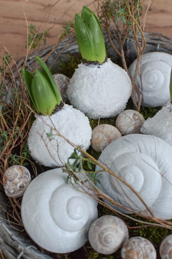 Hyazinthe weiß gewachst. Frühlingsblüher Frühlingsdeko mit Naturmaterialien