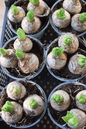 Hyazinthe weiss bluehen Zwiebelpflanze Fruehlingsblueher Topfpflanze im Mrs Greenery Shop bestellen