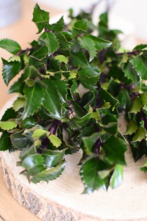 Ilex fein frisch Bund Kranzbinden Winterdeko Dekoidee Naturdeko Mrs Greenery Shop bestellen kaufen