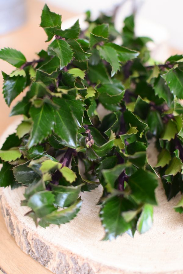 Ilex fein frisch Bund Kranzbinden Winterdeko Dekoidee Naturdeko Mrs Greenery Shop bestellen kaufen