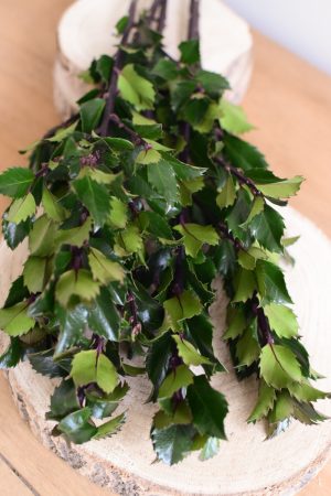 Ilex fein frisch Bund Kranzbinden Winterdeko Dekoidee Naturdeko Mrs Greenery Shop bestellen kaufen