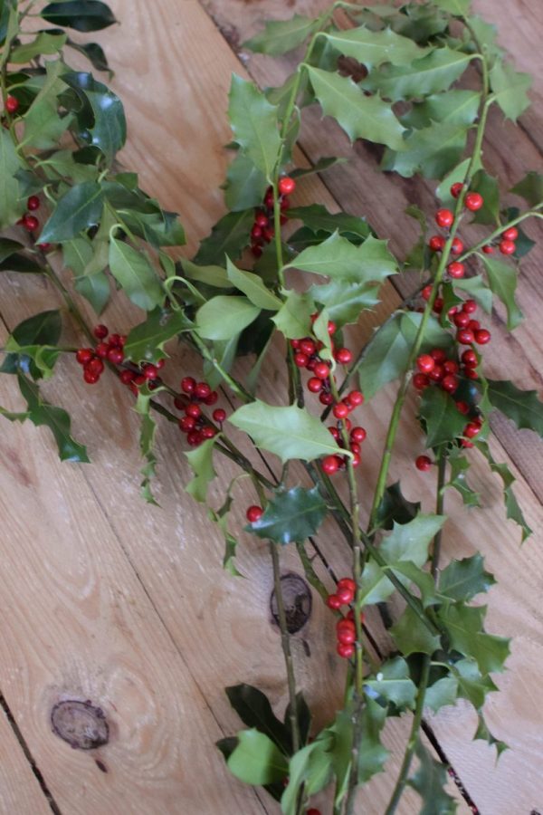 Ilex mit roten Beeren grün Wintergrün Bund Tannengrün Kranz Kränze binden Weihnachtsgrün Deko