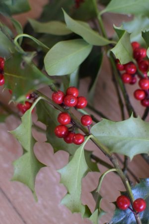 Ilex mit roten Beeren grün Wintergrün Bund Tannengrün Kranz Kränze binden Weihnachtsgrün Deko