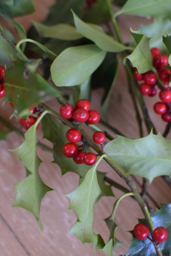 Ilex mit roten Beeren grün Wintergrün Bund Tannengrün Kranz Kränze binden Weihnachtsgrün Deko