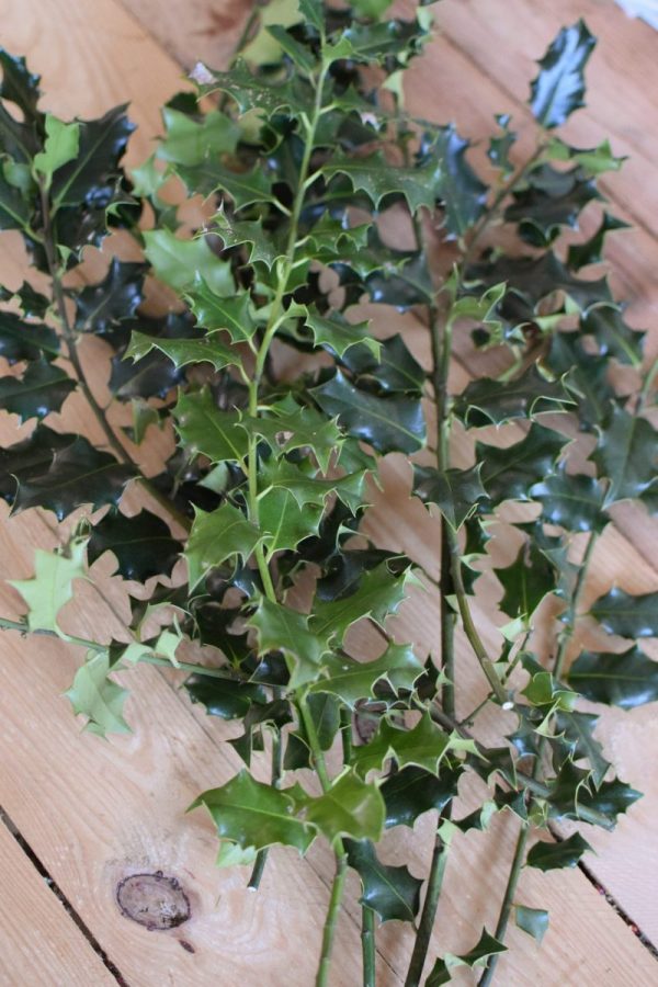 Ilex grün Wintergrün Bund Tannengrün Kranz Kränze binden Weihnachtsgrün Deko