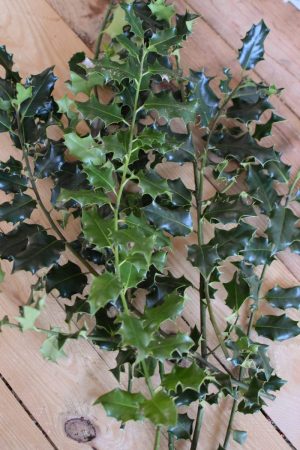 Ilex grün Wintergrün Bund Tannengrün Kranz Kränze binden Weihnachtsgrün Deko