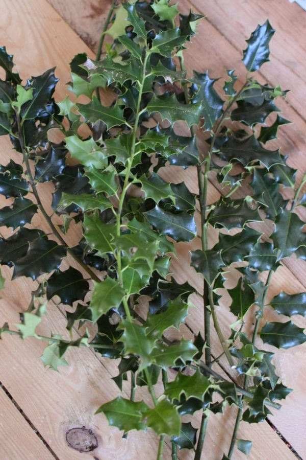 Ilex grün Wintergrün Bund Tannengrün Kranz Kränze binden Weihnachtsgrün Deko