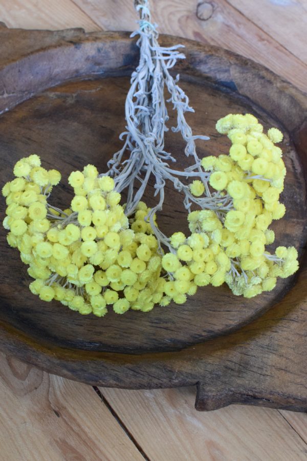 Immortelle Trockenblume im Bund zitrusgelb. Kreativsein mit getrockneten Blumen aus dem Mrs Greenery Shop