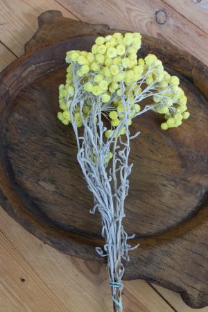 Immortelle Trockenblume im Bund zitrusgelb. Kreativsein mit getrockneten Blumen aus dem Mrs Greenery Shop