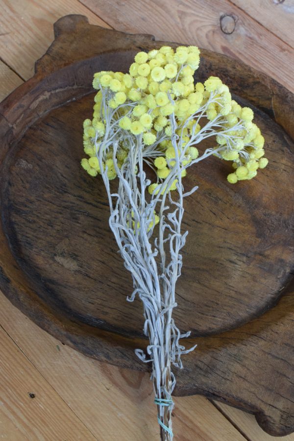 Immortelle Trockenblume im Bund zitrusgelb. Kreativsein mit getrockneten Blumen aus dem Mrs Greenery Shop