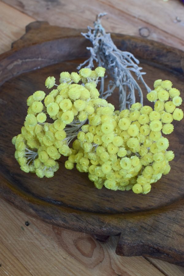 Immortelle Trockenblume im Bund zitrusgelb. Kreativsein mit getrockneten Blumen aus dem Mrs Greenery Shop