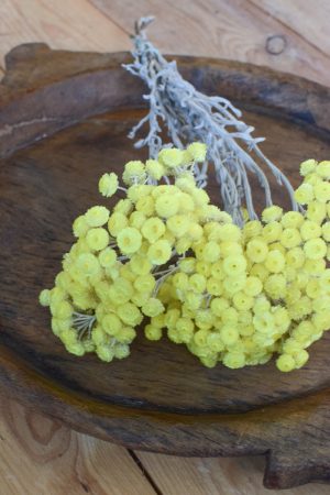 Immortelle Trockenblume im Bund zitrusgelb. Kreativsein mit getrockneten Blumen aus dem Mrs Greenery Shop