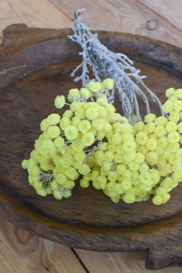 Immortelle Trockenblume im Bund zitrusgelb. Kreativsein mit getrockneten Blumen aus dem Mrs Greenery Shop