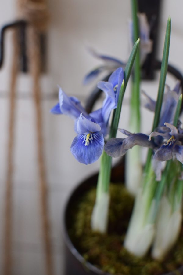 Iris Frühlingsblüher im Topf Frühling Zwiebelblüher im Mrs Greenery Shop bestellen