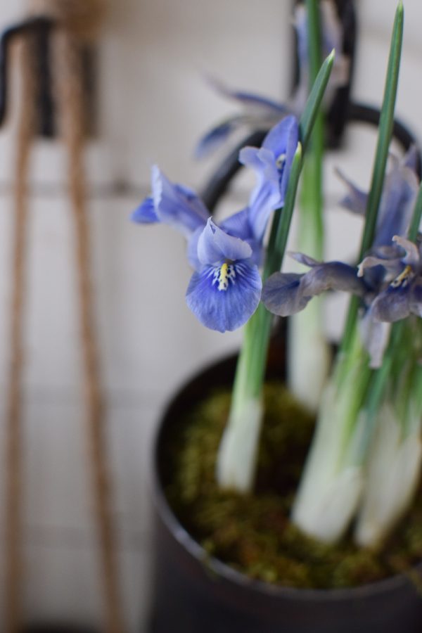 Iris Frühlingsblüher im Topf Frühling Zwiebelblüher im Mrs Greenery Shop bestellen