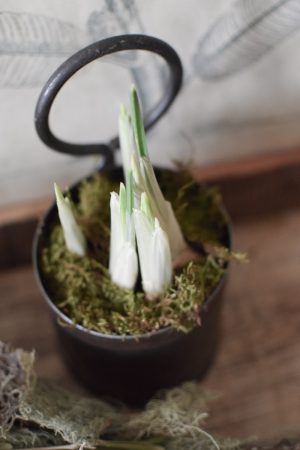 Iris im Topf | Mrs Greenery