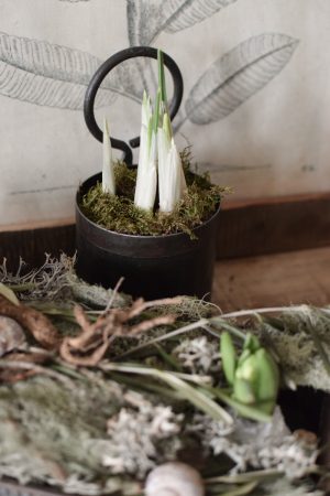 Iris Frühlingsblüher im Topf Frühling Zwiebelblüher im Mrs Greenery Shop bestellen