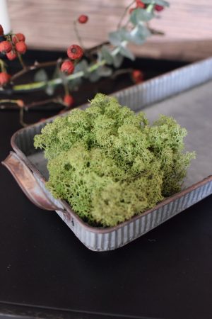 Islandmoos Isländisches Moos konserviert. Wie frisch. Grün haltbar Weihnachtsdeko Adventsdeko BAsteln mit Moos im Mrs Greenery Shop bestellen