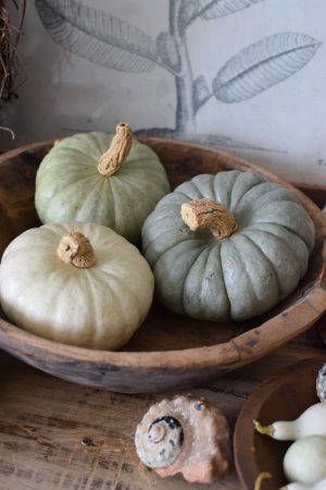 Jarrahdale pastell Zierkürbis Kürbis Herbstdeko im Mrs Greenery Shop bestellen kaufen