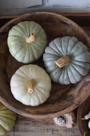 Jarrahdale pastell Zierkürbis Kürbis Herbstdeko im Mrs Greenery Shop bestellen kaufen