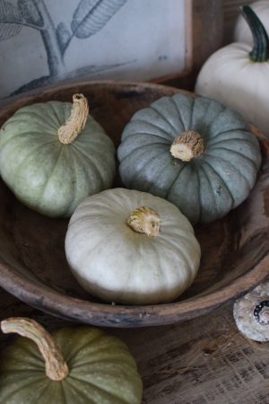Jarrahdale pastell Zierkürbis Kürbis Herbstdeko im Mrs Greenery Shop bestellen kaufen