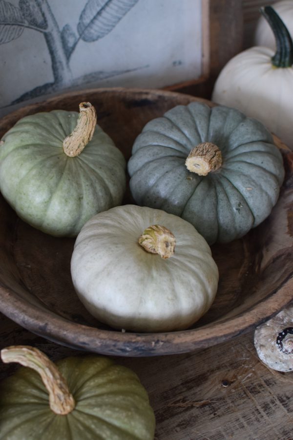 Jarrahdale pastell Zierkürbis Kürbis Herbstdeko im Mrs Greenery Shop bestellen kaufen