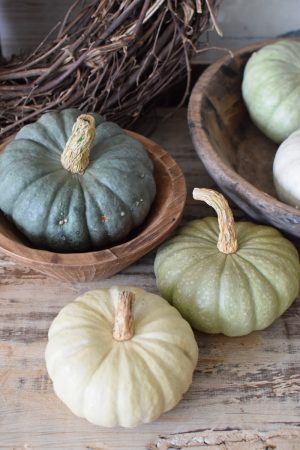 Jarrahdale pastell Zierkürbis Kürbis Herbstdeko im Mrs Greenery Shop bestellen kaufen