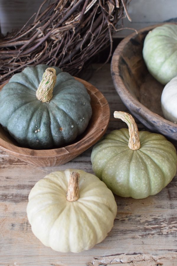 Jarrahdale pastell Zierkürbis Kürbis Herbstdeko im Mrs Greenery Shop bestellen kaufen
