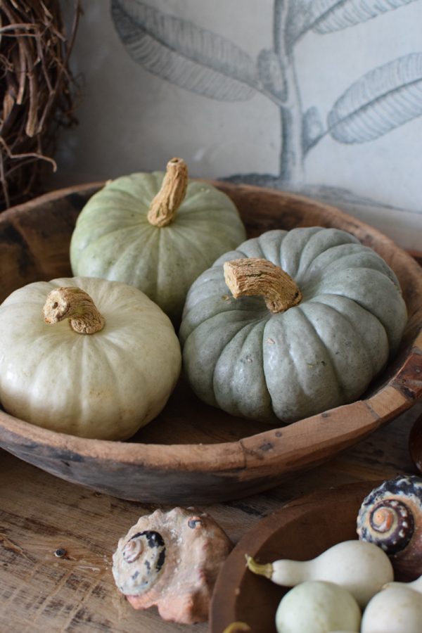 Jarrahdale pastell Zierkürbis Kürbis Herbstdeko im Mrs Greenery Shop bestellen kaufen