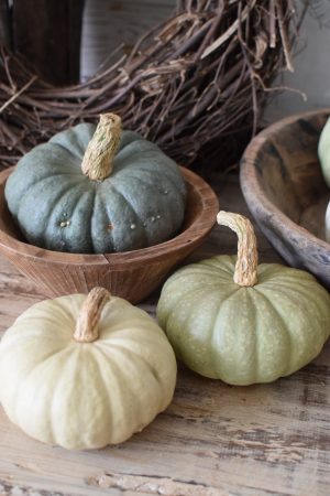 Jarrahdale pastell Zierkürbis Kürbis Herbstdeko im Mrs Greenery Shop bestellen kaufen