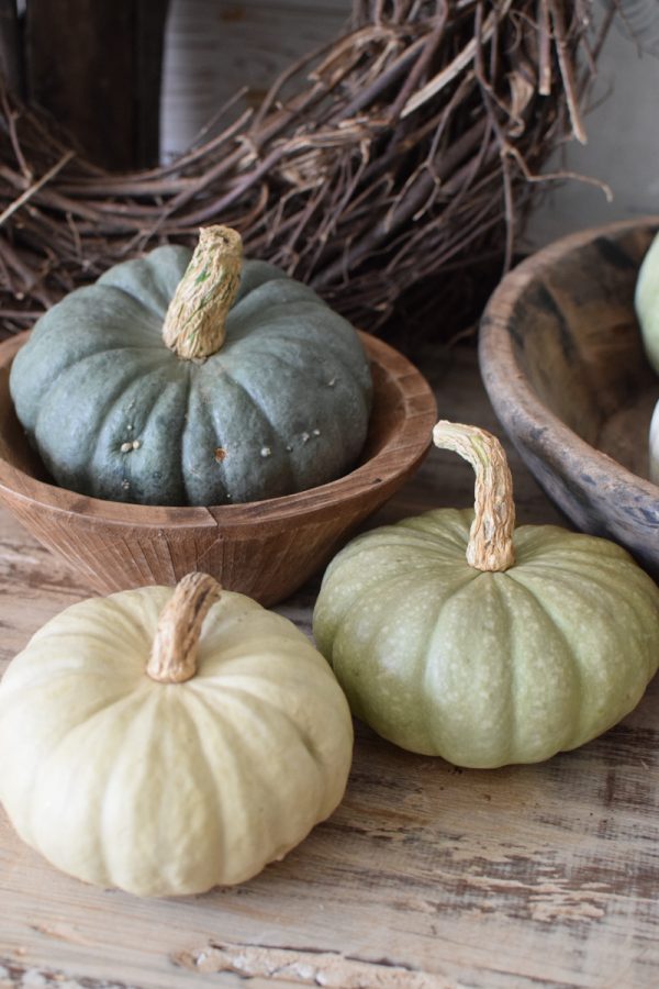 Jarrahdale pastell Zierkürbis Kürbis Herbstdeko im Mrs Greenery Shop bestellen kaufen