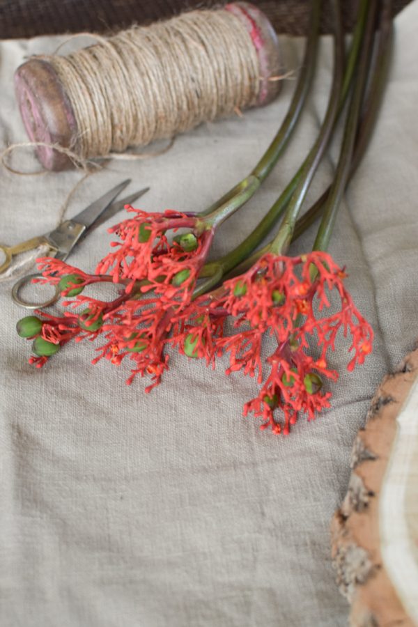 Jatropha Firecracker Feuerwerksblüte Koralle Schnittblume besonders rot grün frisch Schnittblumen DIY Naturdeko im Mrs Greenery Shop bestellen