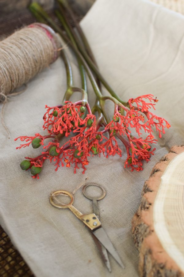 Jatropha Firecracker Feuerwerksblüte Koralle Schnittblume besonders rot grün frisch Schnittblumen DIY Naturdeko im Mrs Greenery Shop bestellen