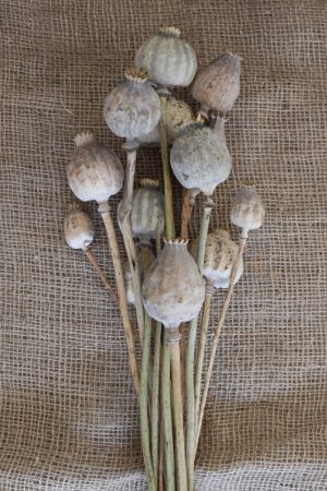 Mohn getrocknet Mohnkapseln jumbo groß riesig Papaver Trockenblumen Naturdeko Kreativ jetzt im Mrs Greenery Shop bestellen kaufen