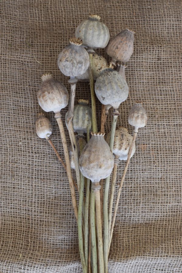 Mohn getrocknet Mohnkapseln jumbo groß riesig Papaver Trockenblumen Naturdeko Kreativ jetzt im Mrs Greenery Shop bestellen kaufen