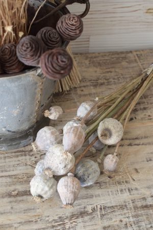 Mohn getrocknet Mohnkapseln jumbo groß riesig Papaver Trockenblumen Naturdeko Kreativ jetzt im Mrs Greenery Shop bestellen kaufen
