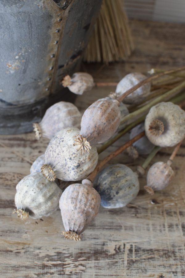 Mohn getrocknet Mohnkapseln jumbo groß riesig Papaver Trockenblumen Naturdeko Kreativ jetzt im Mrs Greenery Shop bestellen kaufen