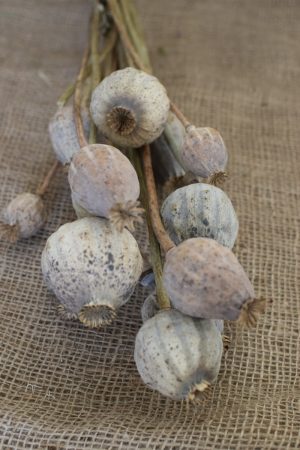 Mohn getrocknet Mohnkapseln jumbo groß riesig Papaver Trockenblumen Naturdeko Kreativ jetzt im Mrs Greenery Shop bestellen kaufen