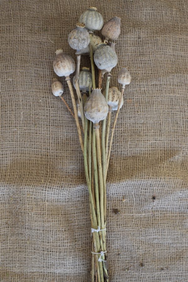 Mohn getrocknet Mohnkapseln jumbo groß riesig Papaver Trockenblumen Naturdeko Kreativ jetzt im Mrs Greenery Shop bestellen kaufen