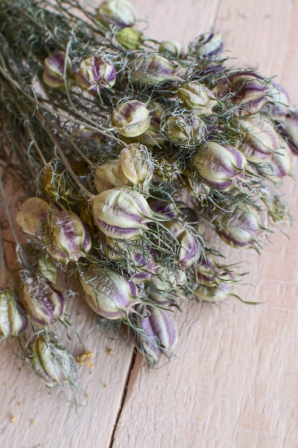 1 Bund getrocknete Jungfer im Grünen. Kreativsein mit Trockenblumen. Naturdeko Dekoidee von Mrs Greenery