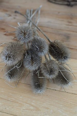 Die wilde Karde getrocknet ist perfekt zum Kranzbinden geeignet. Kranz Kränze Deko mit Naturmaterialien Mrs Greenery Shop