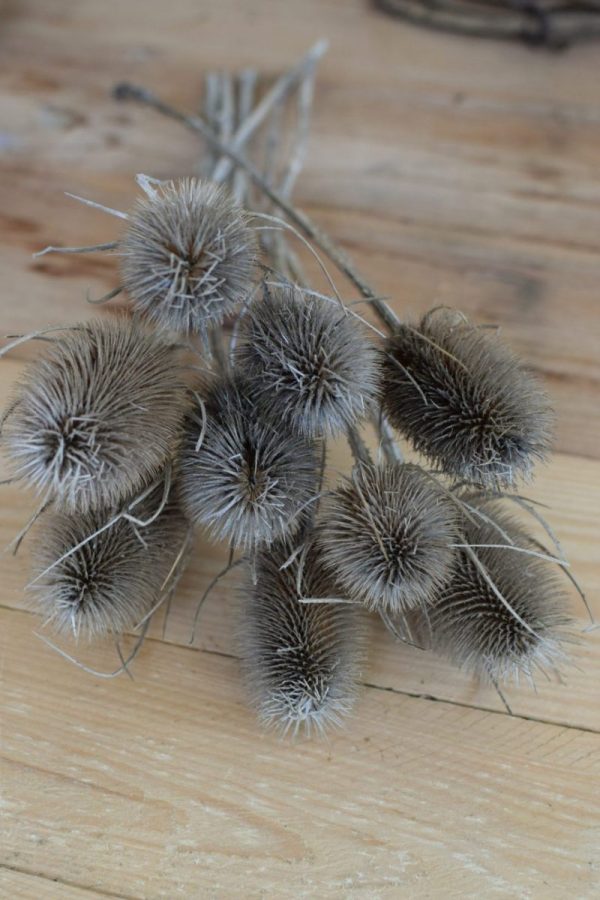 Die wilde Karde getrocknet ist perfekt zum Kranzbinden geeignet. Kranz Kränze Deko mit Naturmaterialien Mrs Greenery Shop