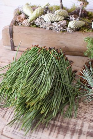 Kiefernadeln frisch grün Nadeln Kiefer Kreativmaterial Wintergrün Greenery im Mrs Greenery Shop bestellen